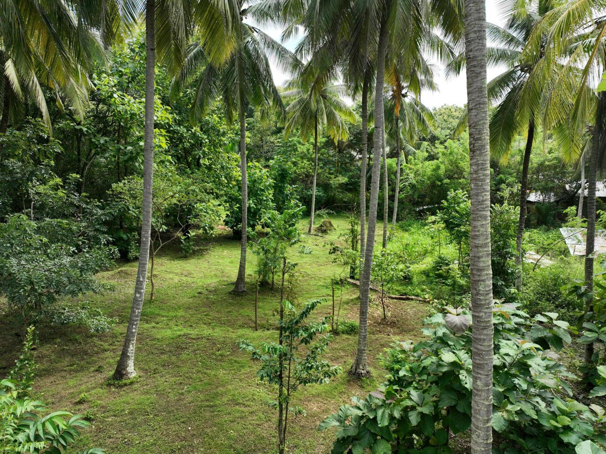 Hotel Coconut Tree House Udawalawe Esterno foto